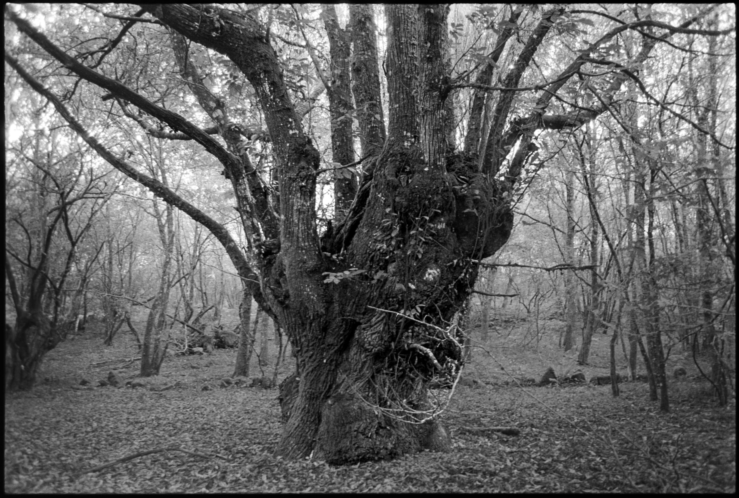 Into the belly of the beast to encounter Genaro’s Tree