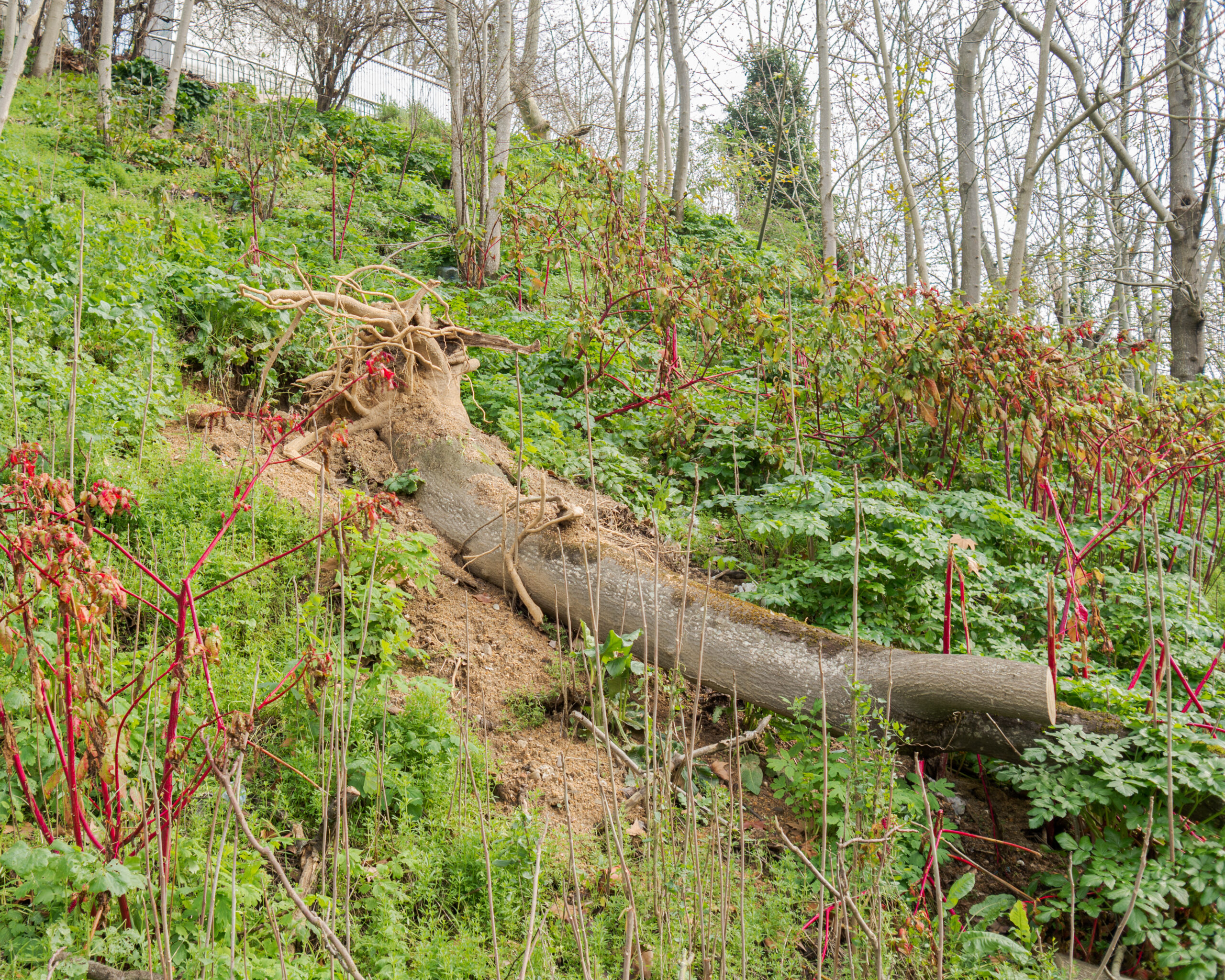 Silly Symphony actor on the lam in Galicia