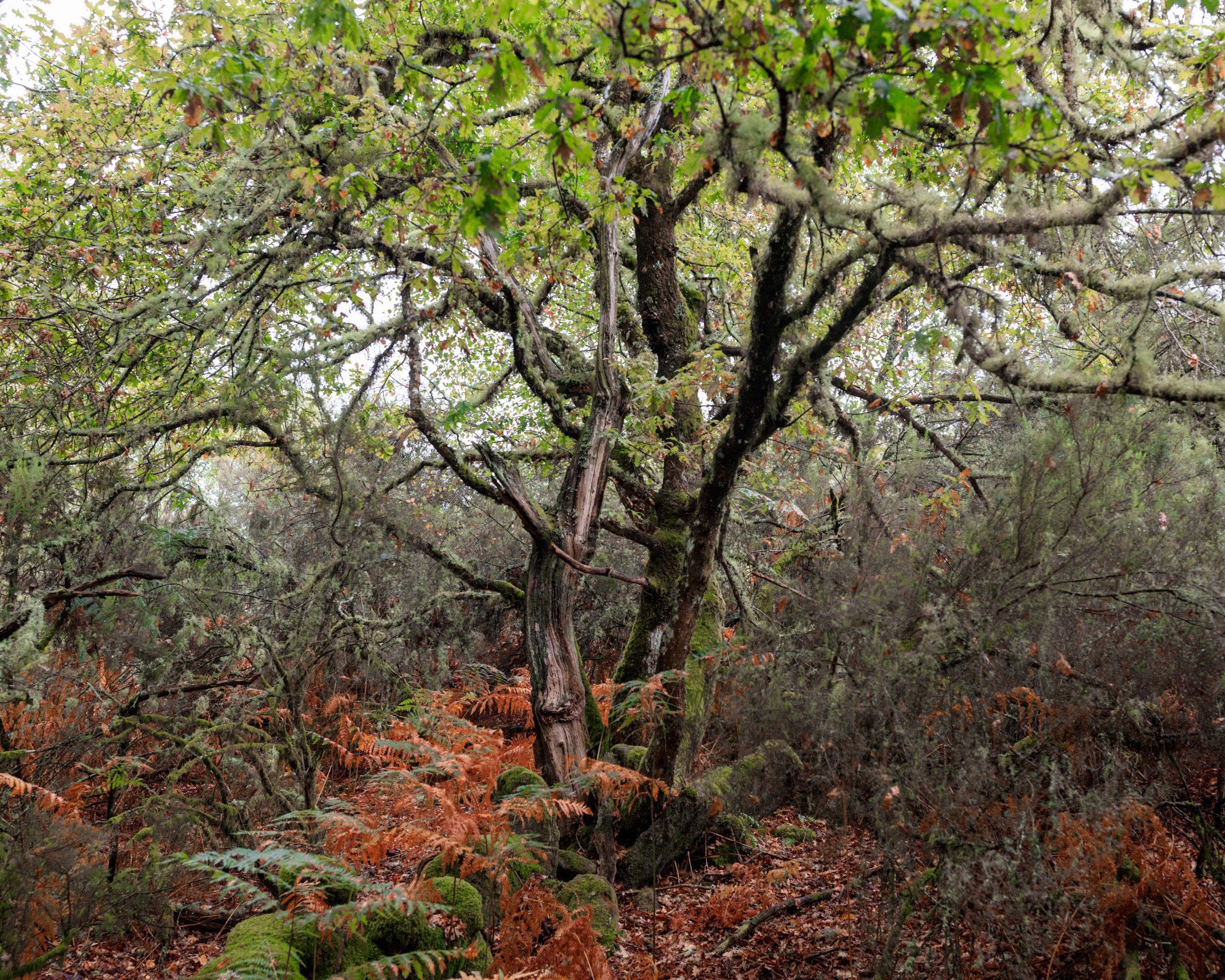 Fairy trees on the Camino Real, Esgos