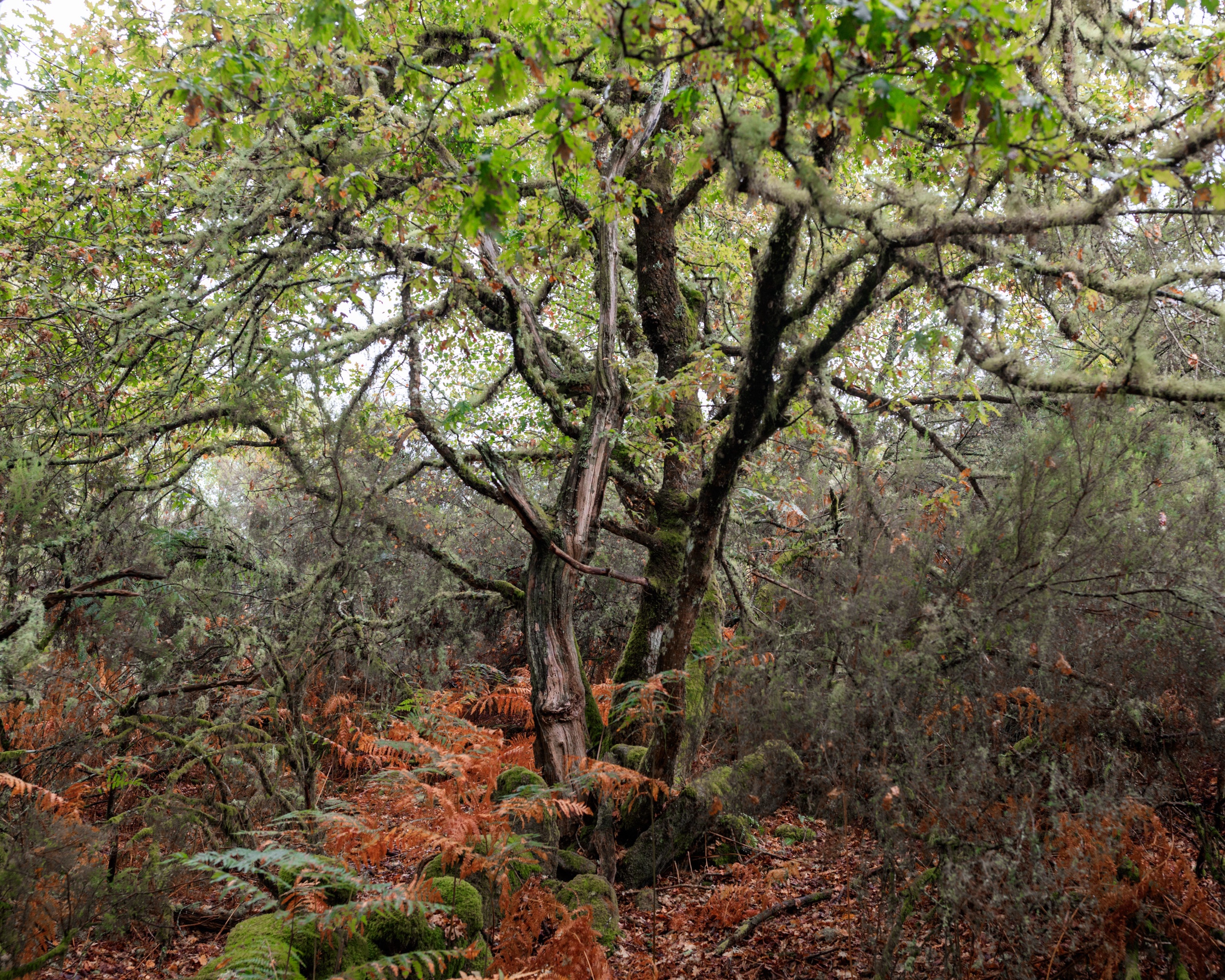 Fairy trees on the Camino Real, Esgos