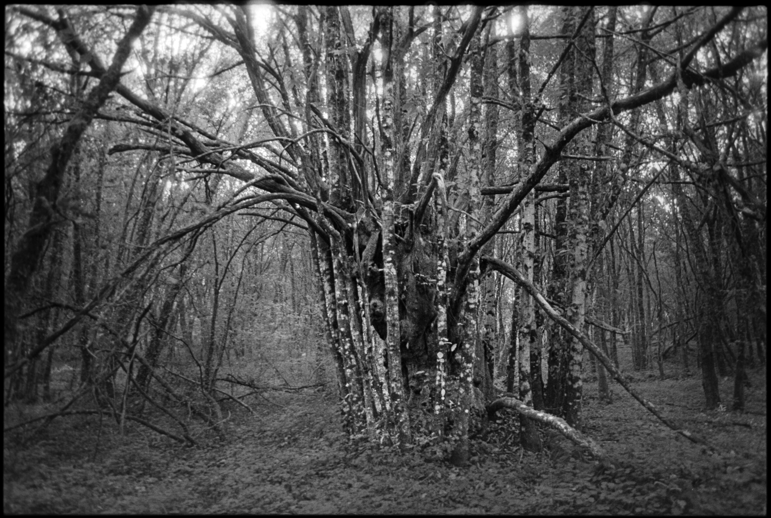 What does it mean? It’s a frightening tree, but why?